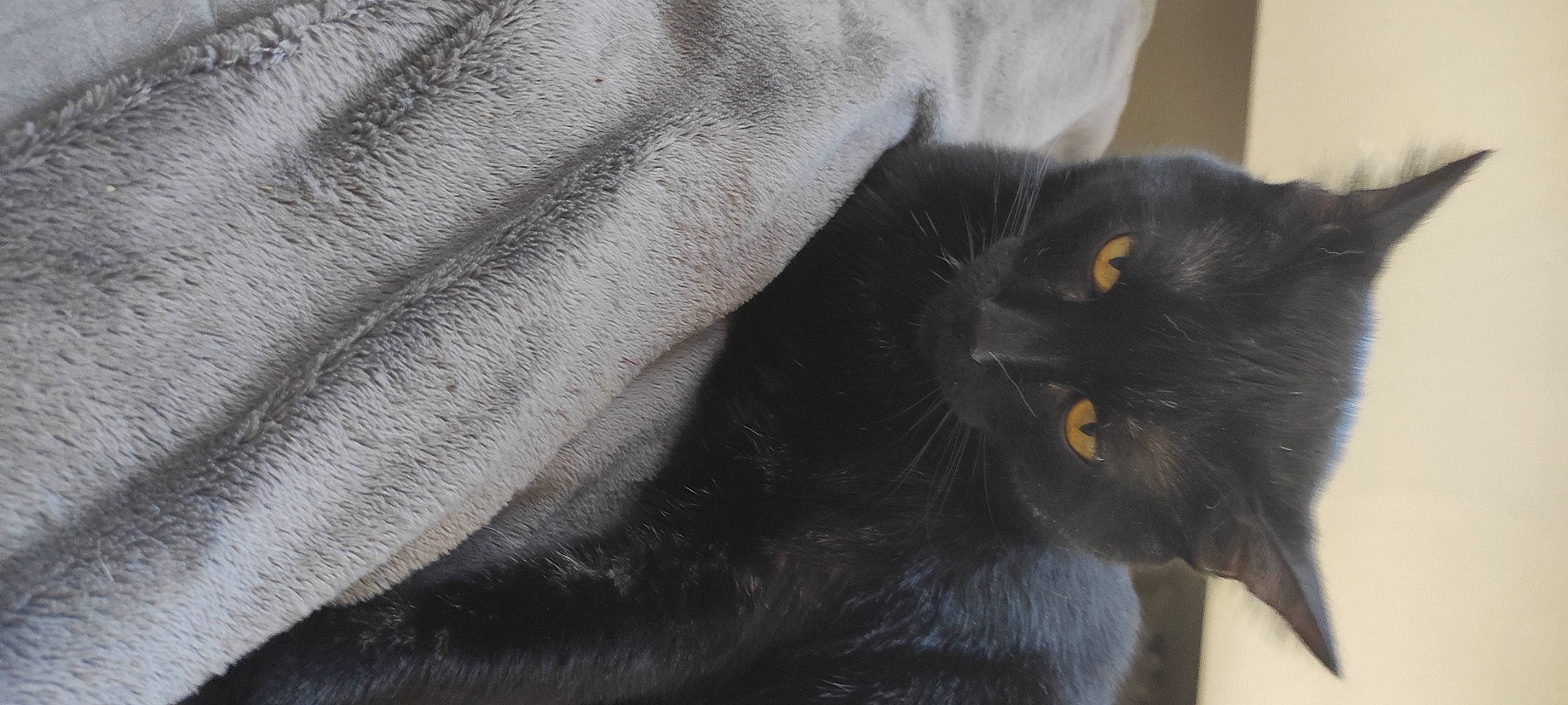 Safir Alias Chon Bb a rejoint le concours — aidez-le/la à gagner de superbes lots ! black_cat, carnivore, cat, claw, comfort, domestic_short_haired_cat, felidae, fur, grey, small_to_medium_sized_cats, tail, terrestrial_animal, whiskers