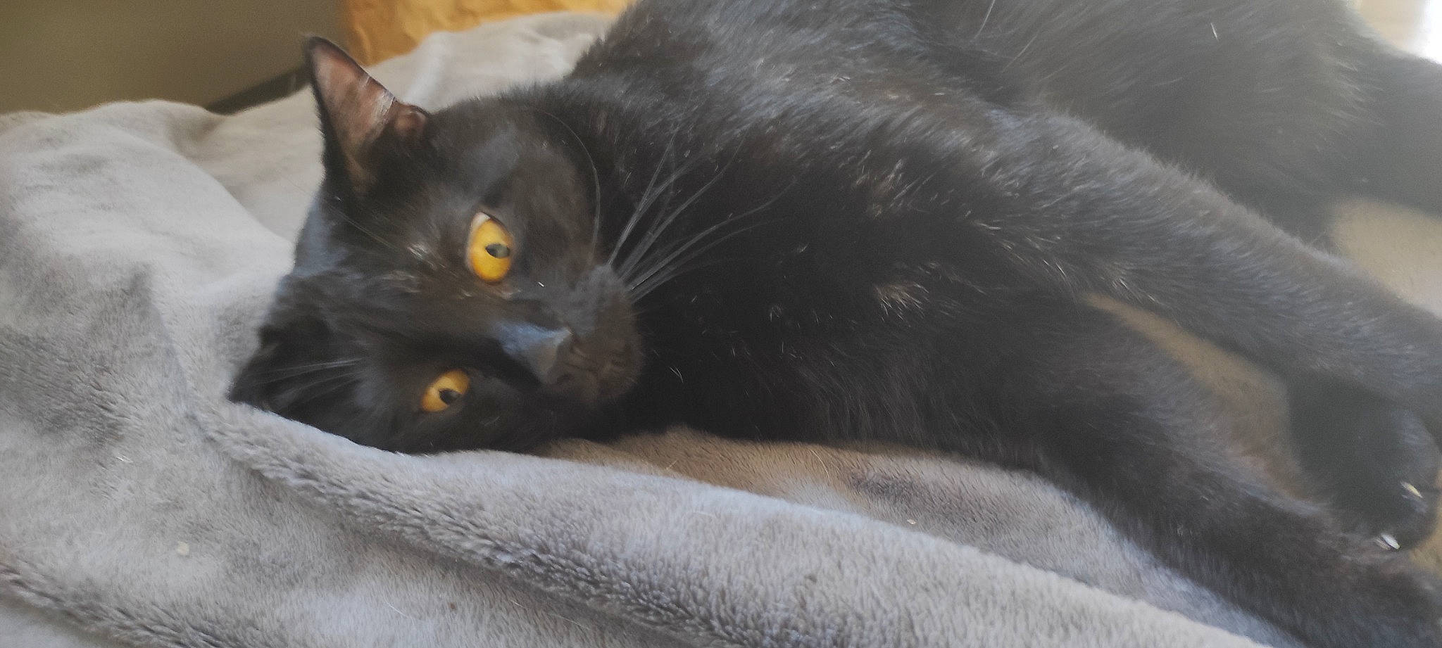 Safir Alias Chon Bb participe au concours pour gagner de l'argent avec cette photo : black_cat, bombay, carnivore, cat, claw, comfort, domestic_short_haired_cat, felidae, fur, grey, havana_brown, small_to_medium_sized_cats, snout, tail, terrestrial_animal, whiskers