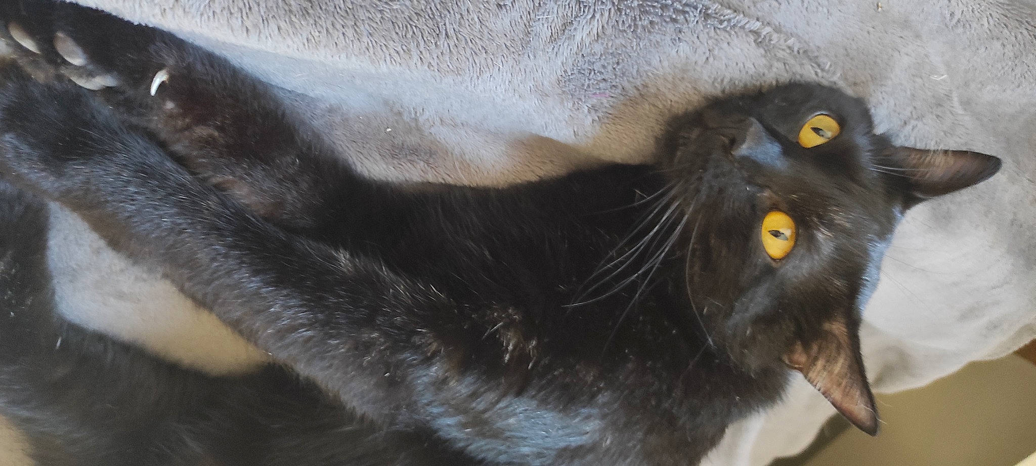 Safir Alias Chon Bb participe au concours pour gagner de l'argent avec cette photo : balinese, black_cat, bombay, carnivore, cat, claw, close_up, domestic_short_haired_cat, fang, felidae, fur, havana_brown, paw, small_to_medium_sized_cats, snout, tail, terrestrial_animal, whiskers, working_animal