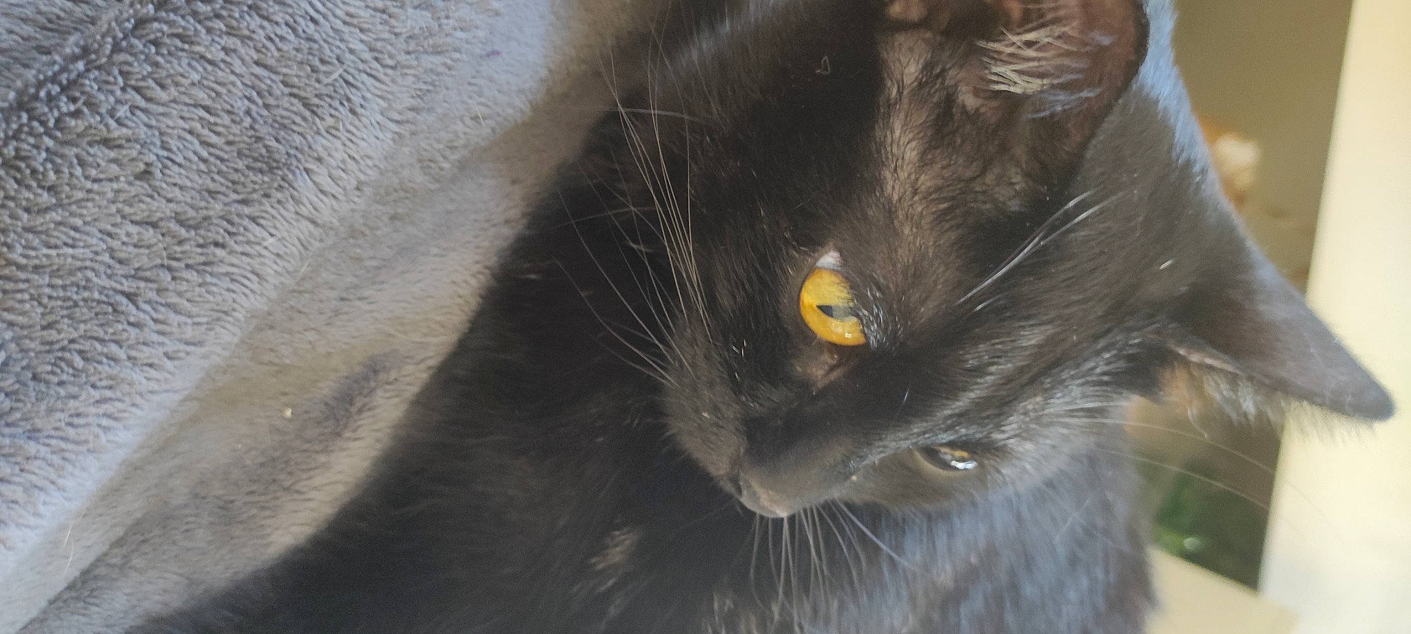 Safir Alias Chon Bb a rejoint le concours — aidez-le/la à gagner de superbes lots ! black_cat, bombay, carnivore, cat, claw, domestic_short_haired_cat, felidae, fur, head, small_to_medium_sized_cats, snout, tail, terrestrial_animal, whiskers, wildlife