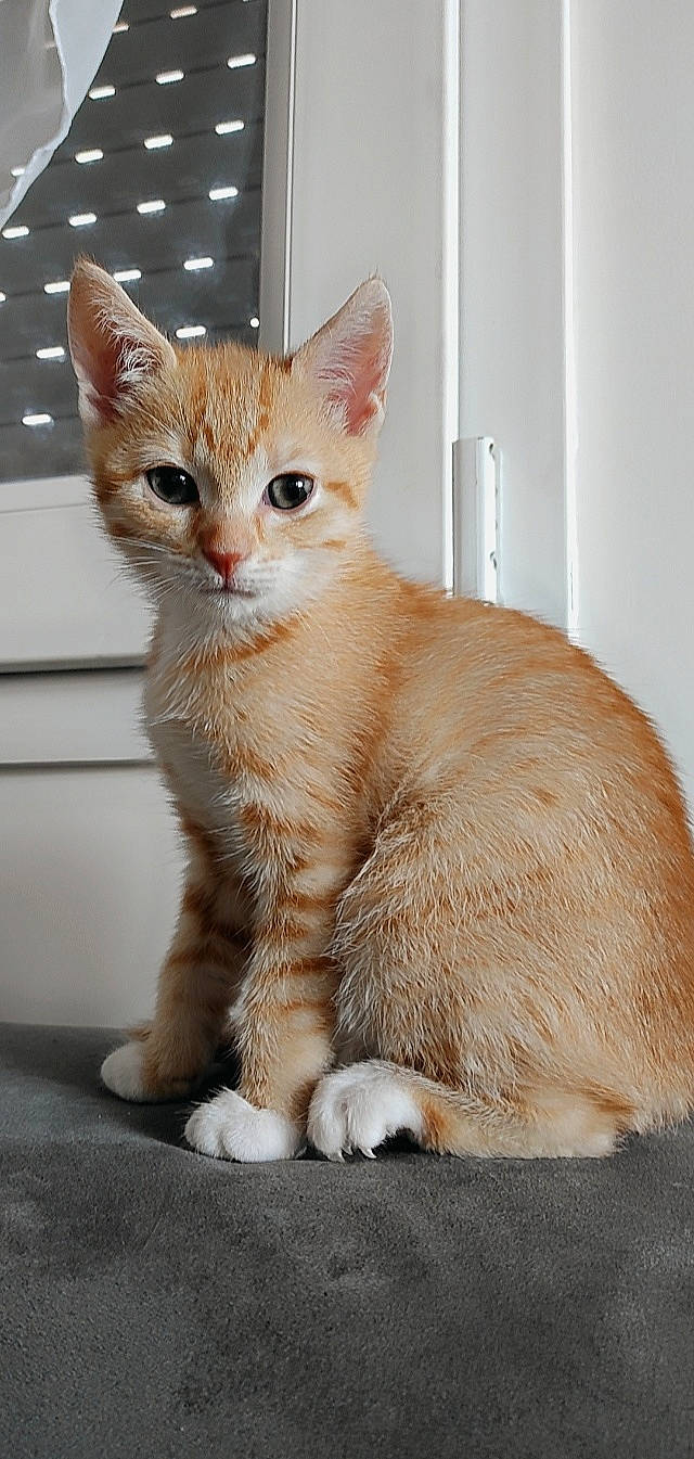 Nya participe au concours pour gagner de l'argent avec cette photo : carnivore, cat, claw, comfort, domestic_short_haired_cat, fawn, felidae, fur, paw, small_to_medium_sized_cats, snout, tail, terrestrial_animal, whiskers, window