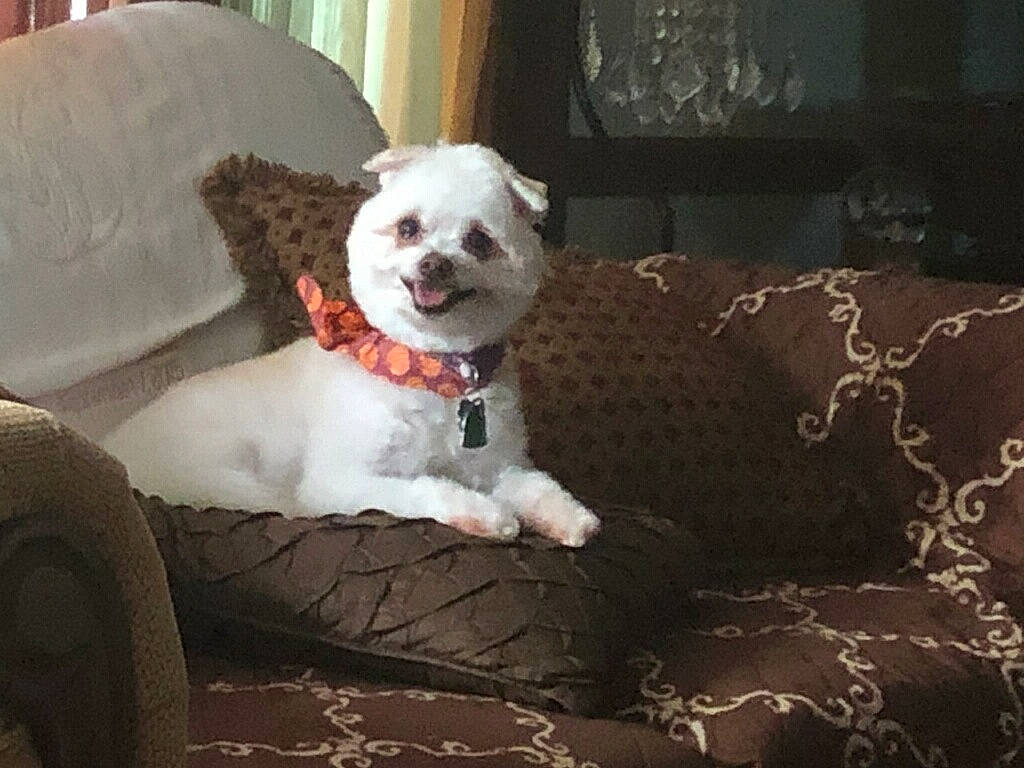 Snowball joined the competition — help win amazing prizes! bichon, canidae, carnivore, companion_dog, dog, dog_breed, furniture, maltese, mammal, non_sporting_group, puppy, puppy_love, shih_tzu, toy_dog