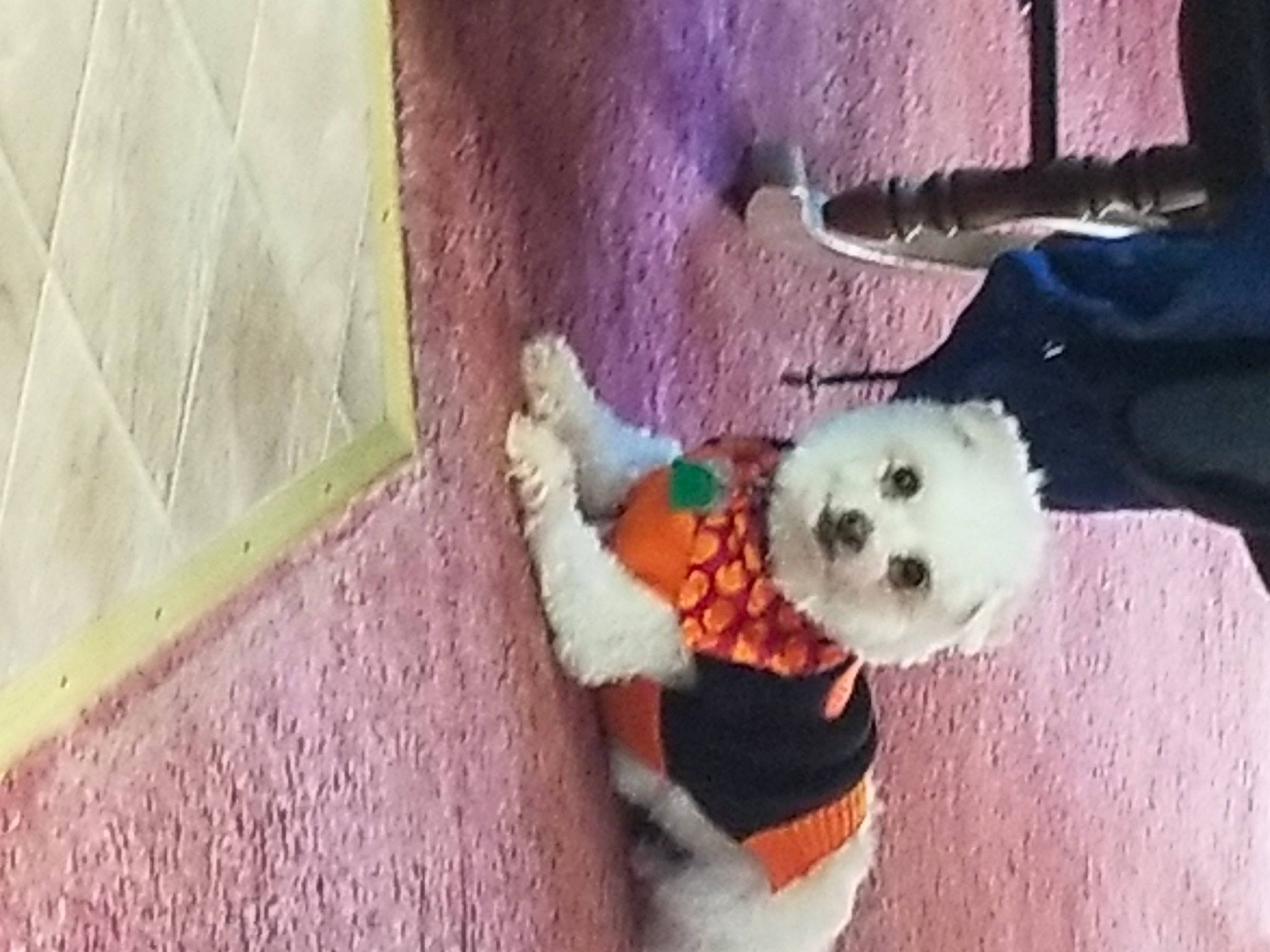 Snowball is registered to the contest to win money with this photo: bichon, bichon_frise, canidae, carnivore, cavachon, cockapoo, companion_dog, dog, dog_breed, maltese, mammal, morkie, non_sporting_group, poodle, poodle_crossbreed, puppy, schnoodle, toy_dog, west_highland_white_terrier