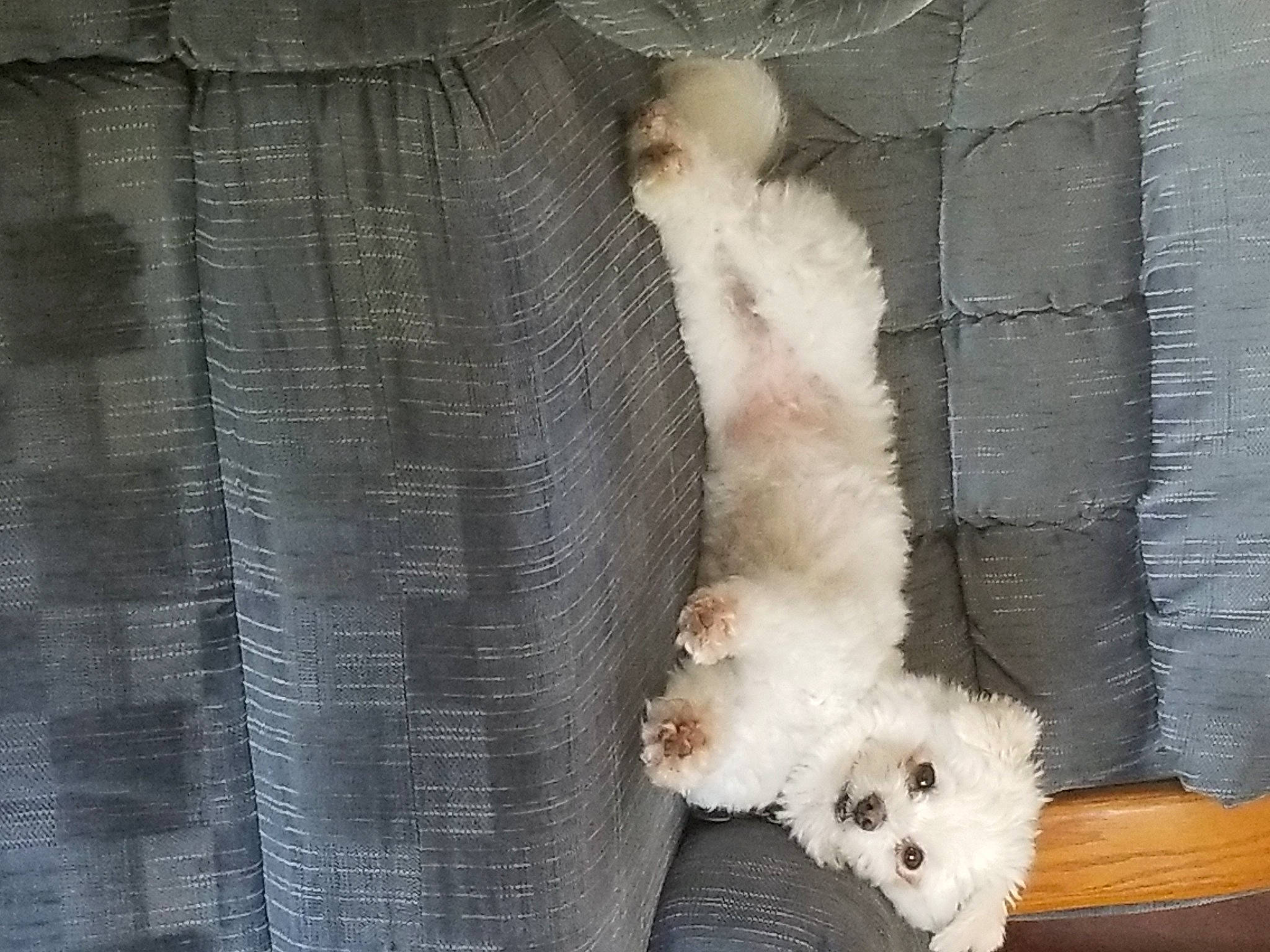 Snowball joined the competition — help win amazing prizes! bichon, canidae, carnivore, cavachon, companion_dog, dog, dog_breed, fur, havanese, maltese, non_sporting_group, schnoodle, tail, terrier, toy_dog