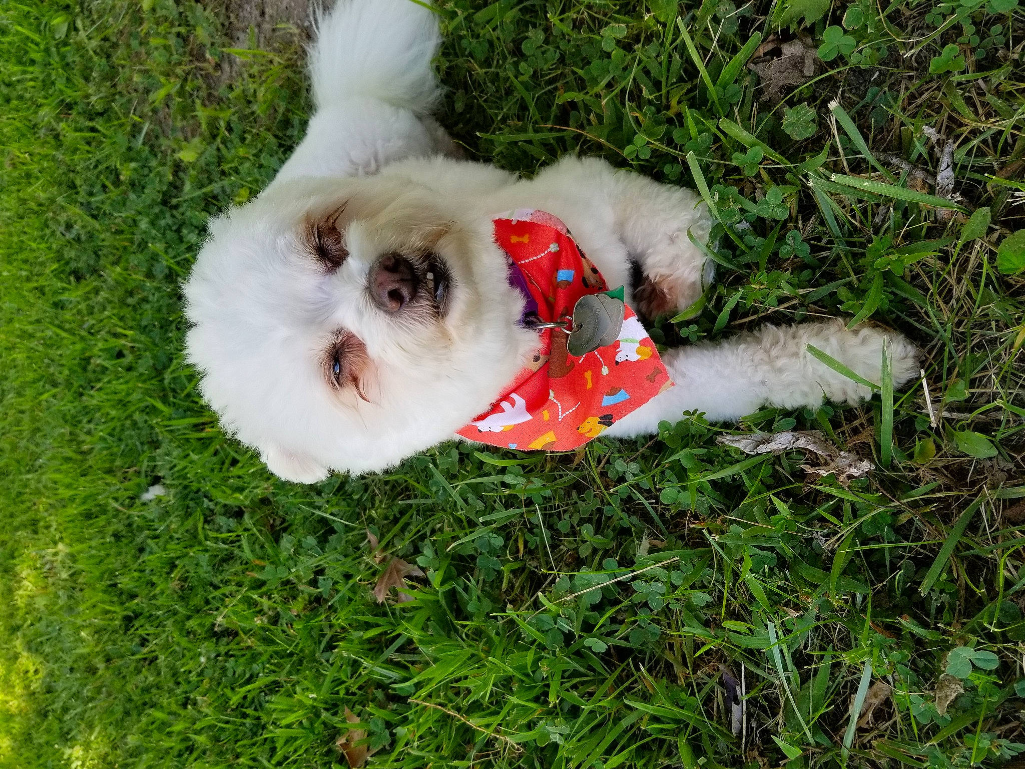 Snowball joined the competition — help win amazing prizes! bichon, bichon_frise, canidae, carnivore, cavachon, chinese_imperial_dog, cockapoo, companion_dog, coton_de_tulear, dog, dog_breed, grass, havanese, lhasa_apso, maltepoo, maltese, mammal, puppy, shih_tzu, sporting_lucas_terrier