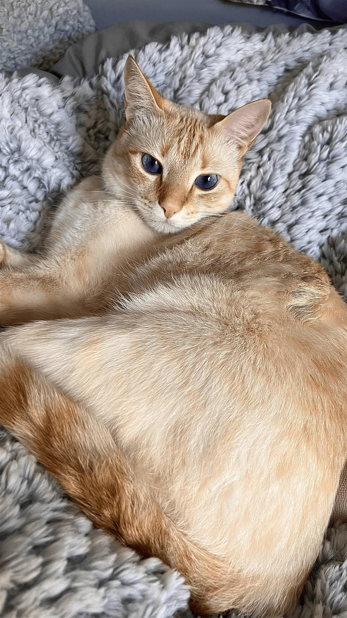 Alex joined the competition — help win amazing prizes! carnivore, cat, claw, comfort, domestic_short_haired_cat, fawn, felidae, fur, paw, small_to_medium_sized_cats, snout, tail, terrestrial_animal, tree, whiskers, wildlife, window