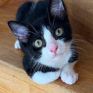 Cookie a rejoint le concours — aidez-le/la à gagner de superbes lots ! kitten, cat, black_and_white, pet, animal, stairs, wooden, cute, curious, whiskers, pink_nose, fur, indoor, small, young, looking_up, paws, domestic, mammal, playful