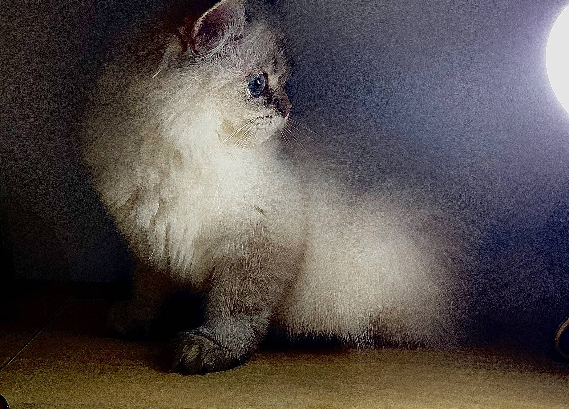 Toast a rejoint le concours — aidez-le/la à gagner de superbes lots ! carnivore, cat, claw, fawn, felidae, fur, paw, small_to_medium_sized_cats, snout, still_life_photography, tail, terrestrial_animal, whiskers