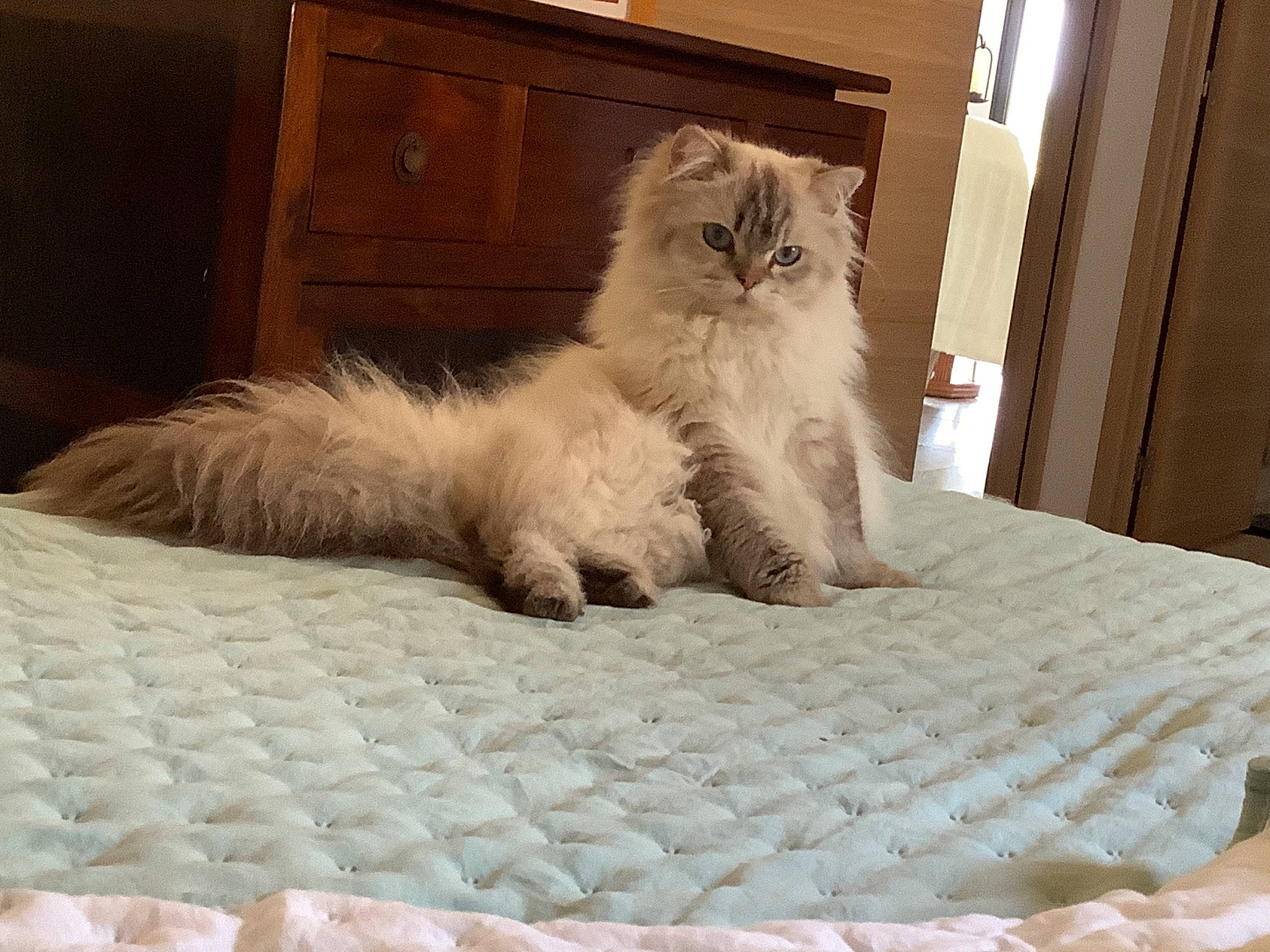 Toast participe au concours pour gagner de l'argent avec cette photo : bed_sheet, bedding, british_longhair, carnivore, cat, comfort, fawn, felidae, flooring, fur, grey, hardwood, linens, room, small_to_medium_sized_cats, tail, terrestrial_animal, textile, whiskers, wood