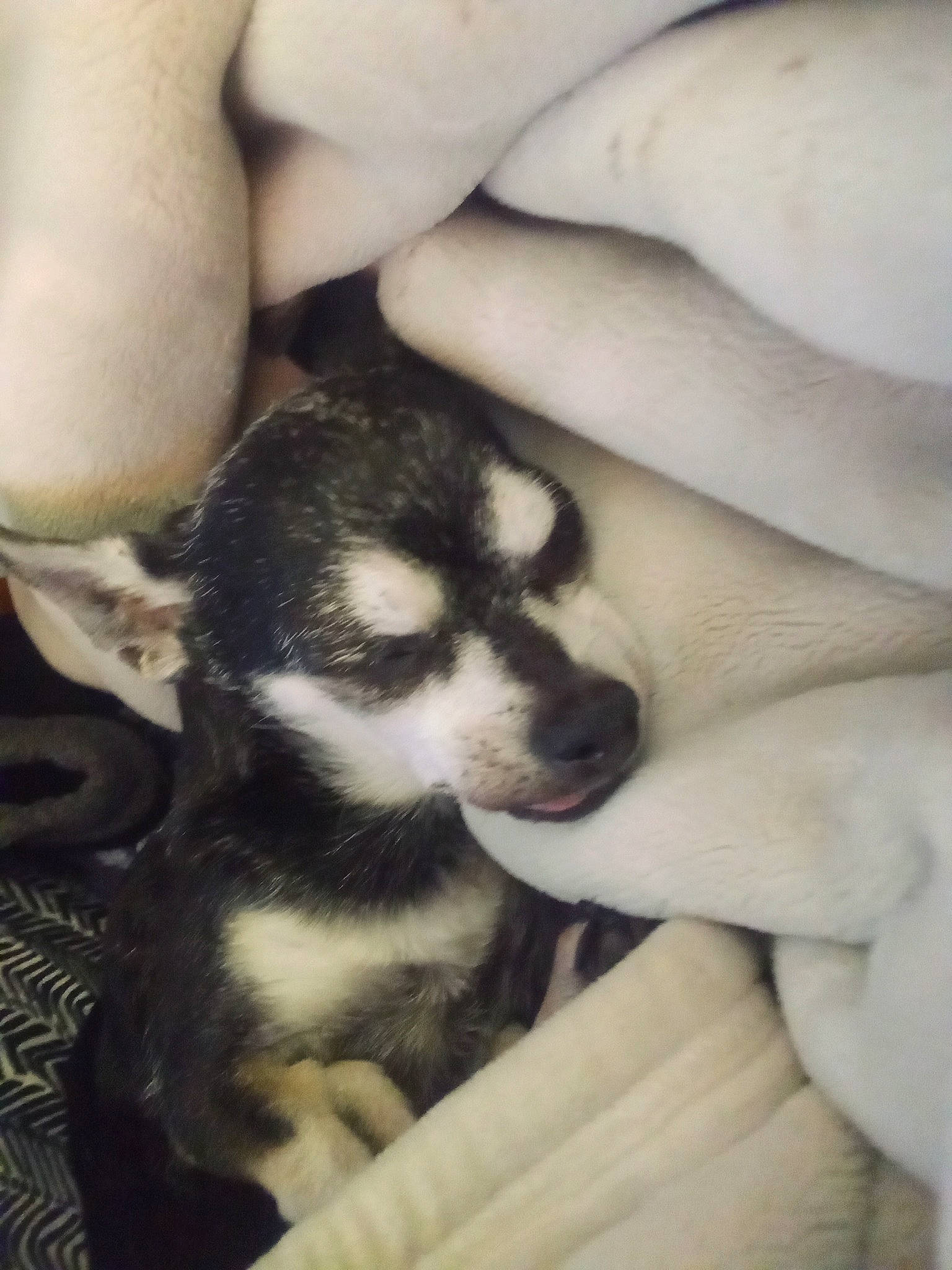 Chico is registered to the contest to win money with this photo: bored, canidae, carnivore, claw, comfort, companion_dog, corgi_chihuahua, dog, dog_breed, fur, nail, non_sporting_group, paw, snout, sporting_group, terrestrial_animal, toy_dog, working_animal