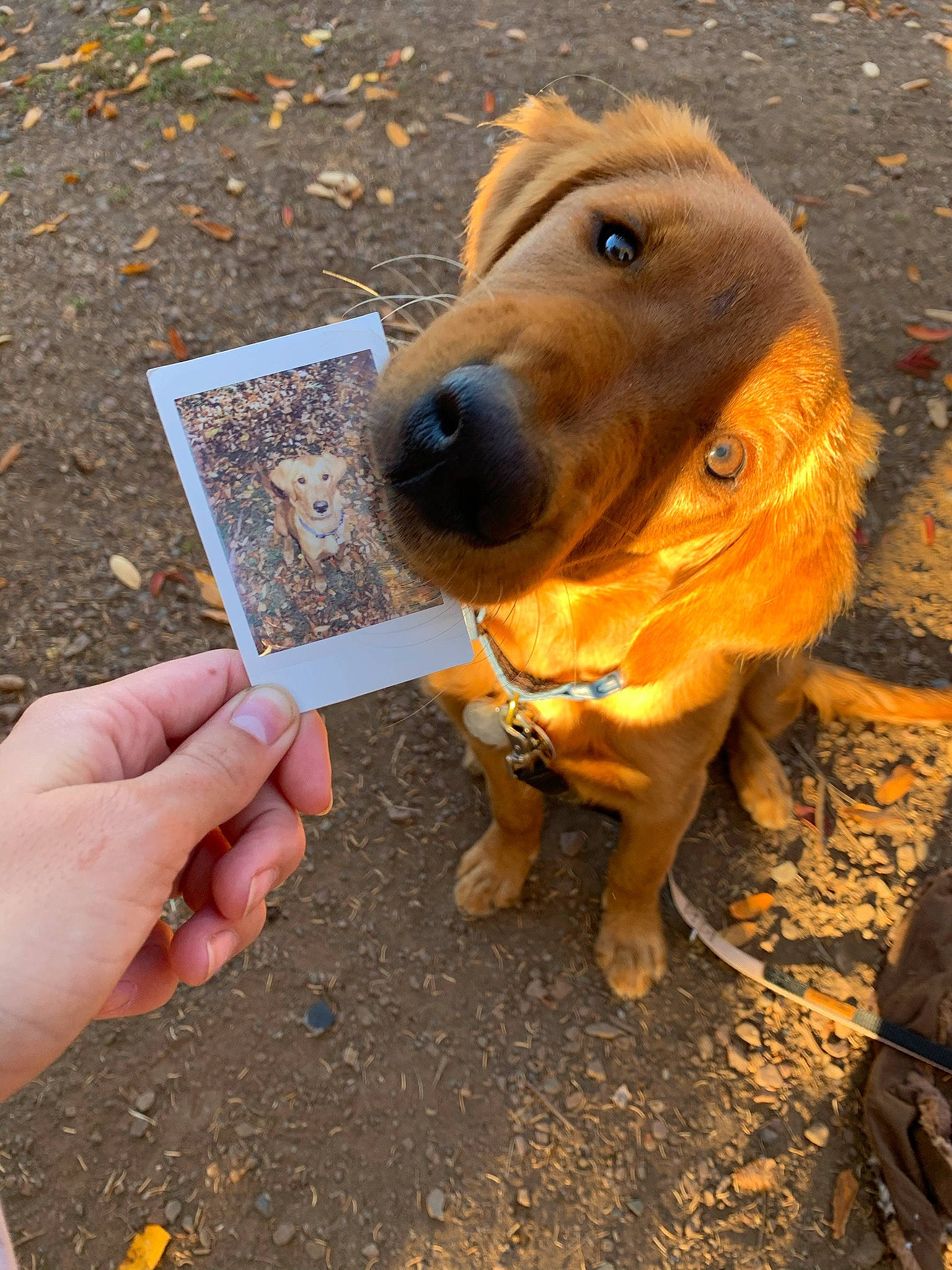 Tillie is registered to the contest to win money with this photo: canidae, carnivore, collar, companion_dog, dog, dog_breed, dog_collar, dog_supply, fawn, liver, nail, pet_supply, reading, snout, sporting_group, whiskers, working_animal, working_dog