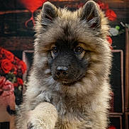 Ace a rejoint le concours — aidez-le/la à gagner de superbes lots ! dog, puppy, portrait, fluffy, fur, paw, eyes, nose, ears, cute, love_heart, red_flowers, backdrop, studio, close_up, brown_fur, pet, indoors, romantic, adorable