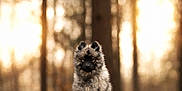 Ace a rejoint le concours — aidez-le/la à gagner de superbes lots ! dog, puppy, forest, tree_stump, trees, bokeh, fur, outdoors, portrait, sitting, wildlife, nature, cute, animal, woodland, sunlight, backlight, soft_light, photography, stump