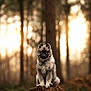 dog, puppy, forest, tree_stump, trees, bokeh, fur, outdoors, portrait, sitting, wildlife, nature, cute, animal, woodland, sunlight, backlight, soft_light, photography, stump