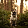 Ace a rejoint le concours — aidez-le/la à gagner de superbes lots ! dog, puppy, forest, trees, nature, fur, bokeh, portrait, outdoors, pine, evergreen, sitting, animal, cute, adorable, wilderness, soft_light, shallow_depth, centered, greenery