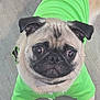Rocky is registered to the contest to win money with this photo: animal, canine, collar, companion, cute, dog, domestic_animal, ears, expression, floor, friendly, fur, green_shirt, indoor, looking_up, pet, portrait, pug, small_dog, wrinkles