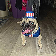 Rocky joined the competition — help win amazing prizes! animal, canine, celebration, clothing, costume, dog, floor, hat, home, indoor, mammal, patriotic, pet, pug, small_dog, smiling, tongue, tongue_out, wide_eyes, wood_floor