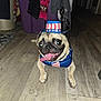 animal, canine, celebration, clothing, costume, dog, floor, hat, home, indoor, mammal, patriotic, pet, pug, small_dog, smiling, tongue, tongue_out, wide_eyes, wood_floor