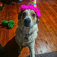 Rory is registered to the contest to win money with this photo: dog, party_hat, pet, indoor, wooden_floor, toy, green_toy, paw, collar, cute, looking_up, celebration, festive, pink_feathers, brown_and_white, animal, home, floor, fur, domestic