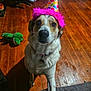 dog, party_hat, pet, indoor, wooden_floor, toy, green_toy, paw, collar, cute, looking_up, celebration, festive, pink_feathers, brown_and_white, animal, home, floor, fur, domestic