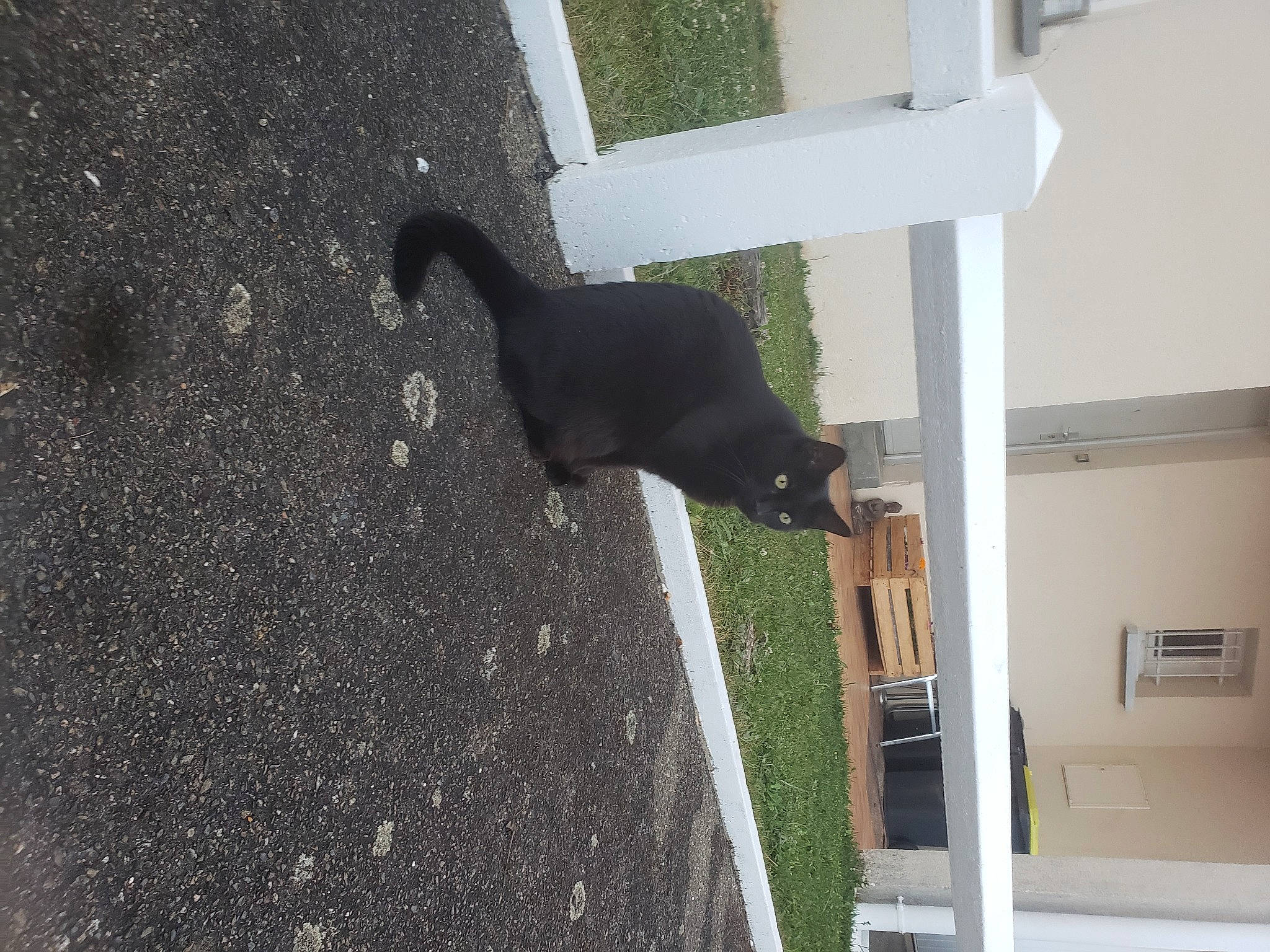 Nala a rejoint le concours — aidez-le/la à gagner de superbes lots ! asphalt, black_cat, canidae, carnivore, cat, concrete, domestic_short_haired_cat, felidae, flooring, fur, grass, plant, road_surface, shadow, sidewalk, small_to_medium_sized_cats, tail, tar, tints_and_shades, whiskers