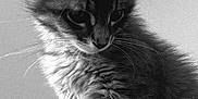 Bonnie participe au concours pour gagner de l'argent avec cette photo : adorable, animal, black_and_white, cat, closeup, curious, cute, detailed, feline, fluffy, fur, indoor, kitten, pet, portrait, sitting, small, soft_light, whiskers, young