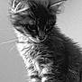 adorable, animal, black_and_white, cat, closeup, curious, cute, detailed, feline, fluffy, fur, indoor, kitten, pet, portrait, sitting, small, soft_light, whiskers, young