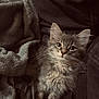 Bonnie a rejoint le concours — aidez-le/la à gagner de superbes lots ! animal, blanket, cat, closeup, comfort, cozy, curious, cute, fluffy, fur, gray_fur, indoor, kitten, pet, portrait, relaxed, resting, soft, whiskers, young_cat