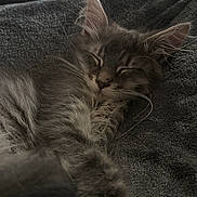 Bonnie a rejoint le concours — aidez-le/la à gagner de superbes lots ! animal, blanket, cat, closeup, cozy, cute, domestic_cat, feline, fluffy, gray_fur, indoor, kitten, paw, pet, relaxed, resting, sleeping, soft_texture, whiskers, young_cat