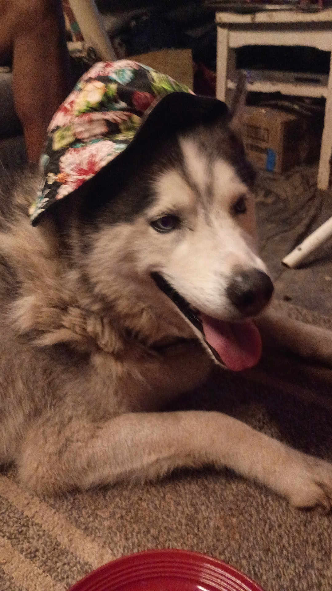 Pete Dammeyer Vaught