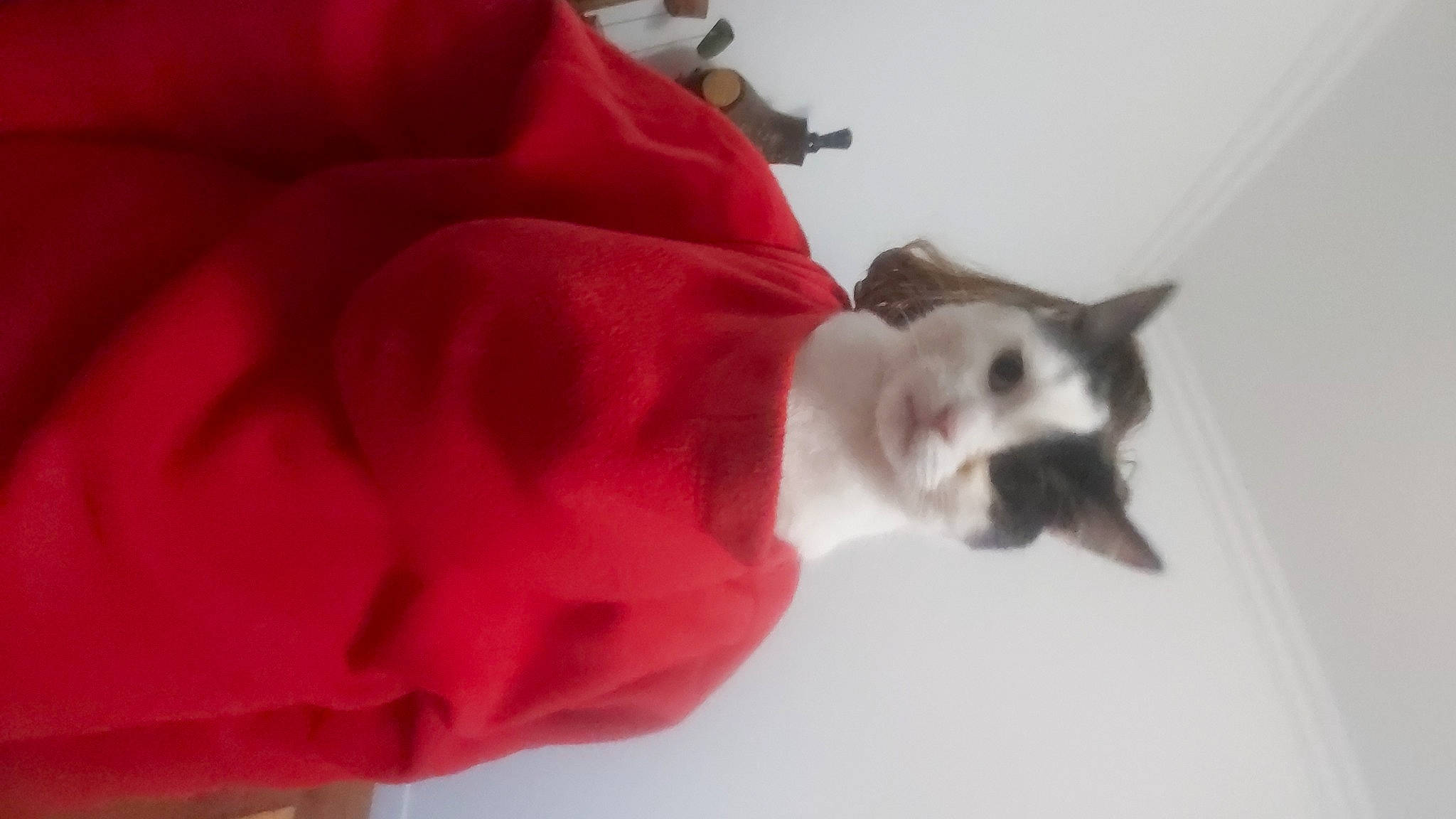 Coeur a rejoint le concours — aidez-le/la à gagner de superbes lots ! canidae, carmine, carnivore, cat, coquelicot, cut_flowers, dog_breed, domestic_short_haired_cat, event, felidae, flower, fur, magenta, petal, plant, rose_family, rose_order, small_to_medium_sized_cats, tail, whiskers