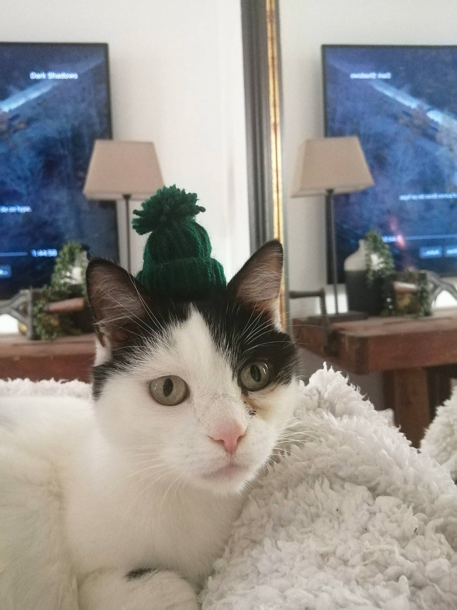 Coeur a rejoint le concours — aidez-le/la à gagner de superbes lots ! carnivore, cat, comfort, domestic_short_haired_cat, eye, felidae, fur, linens, living_room, paw, picture_frame, room, small_to_medium_sized_cats, tail, whiskers, window