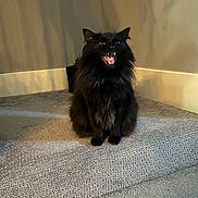 Puff joined the competition — help win amazing prizes! black_cat, cat, pet, indoor, carpet, stairs, animal, feline, fur, mouth_open, teeth, tongue, shadow, wall, home_interior, cute, sitting, domestic_cat, whiskers, ears