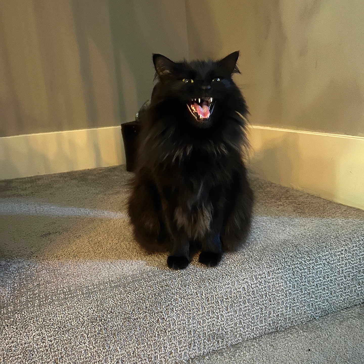Puff joined the competition — help win amazing prizes! black_cat, cat, pet, indoor, carpet, stairs, animal, feline, fur, mouth_open, teeth, tongue, shadow, wall, home_interior, cute, sitting, domestic_cat, whiskers, ears