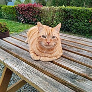 Roxy participe au concours pour gagner de l'argent avec cette photo : animal, bushes, cat, eyes, feline, fur, garden, ginger_cat, grass, greenery, landscape, nature, outdoor, peaceful, pet, picnic_table, resting, tabby, whiskers, wooden_table