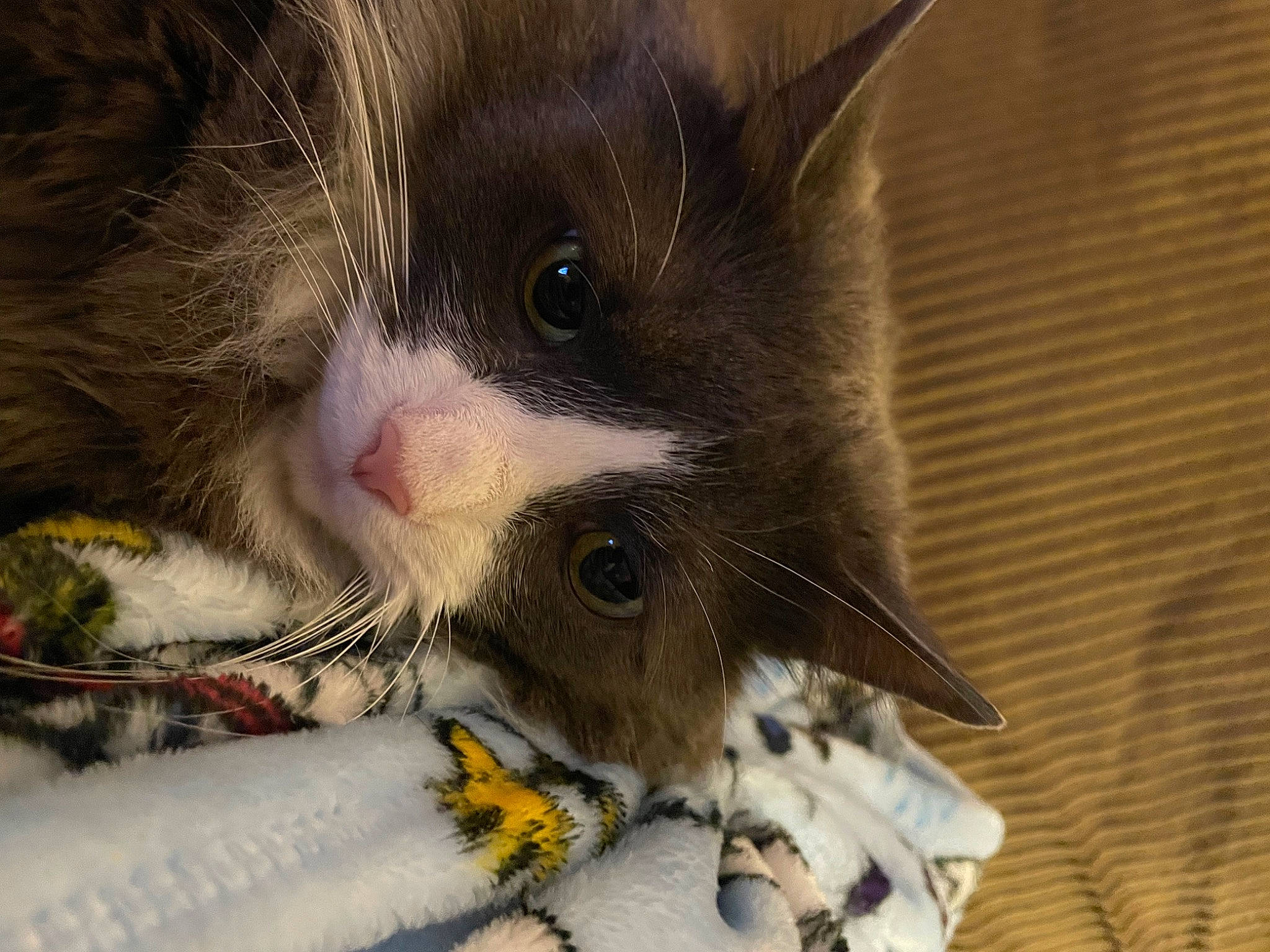 Fuzzy is registered to the contest to win money with this photo: carnivore, cat, cat_supply, claw, domestic_short_haired_cat, eyelash, felidae, foot, fur, paw, pet_supply, small_to_medium_sized_cats, tail, terrestrial_animal, whiskers