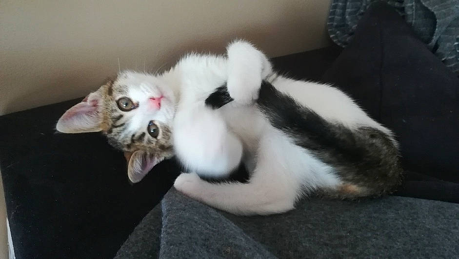 Pipper participe au concours pour gagner de l'argent avec cette photo : carnivore, cat, claw, domestic_rabbit, ear, felidae, fur, japanese_bobtail, kitten, mammal, paw, polydactyl_cat, rabbit, rabbits_and_hares, small_to_medium_sized_cats, tail, whiskers