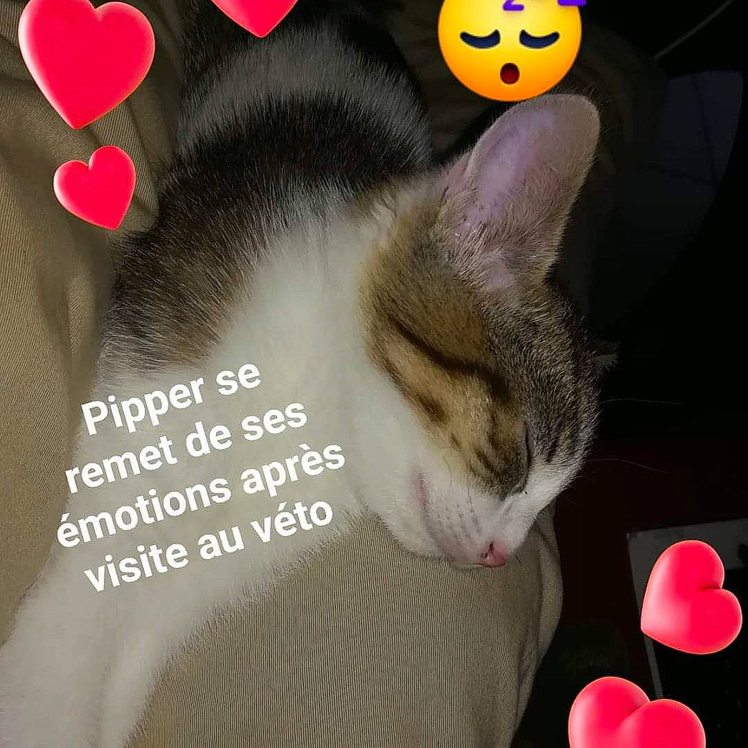 Pipper participe au concours pour gagner de l'argent avec cette photo : carnivore, cat, ear, felidae, heart, kitten, love, paw, photo_caption, small_to_medium_sized_cats, snout, tail, valentines_day, whiskers