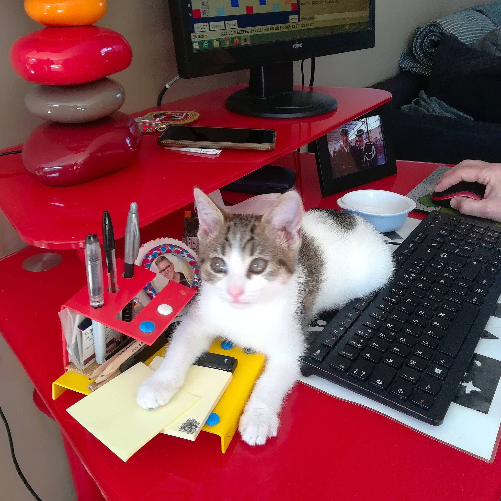 Pipper a rejoint le concours — aidez-le/la à gagner de superbes lots ! american_shorthair, carnivore, cat, computer_keyboard, domestic_short_haired_cat, electronic_device, european_shorthair, felidae, kitten, lap, personal_computer, small_to_medium_sized_cats, technology, whiskers