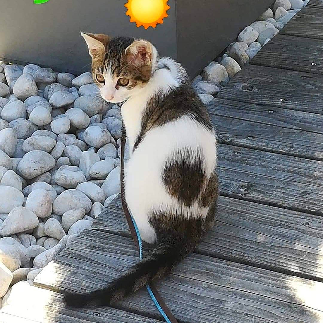 Pipper a rejoint le concours — aidez-le/la à gagner de superbes lots ! aegean_cat, american_wirehair, carnivore, cat, domestic_short_haired_cat, european_shorthair, felidae, fur, kitten, organism, paw, photography, polydactyl_cat, small_to_medium_sized_cats, tail, whiskers