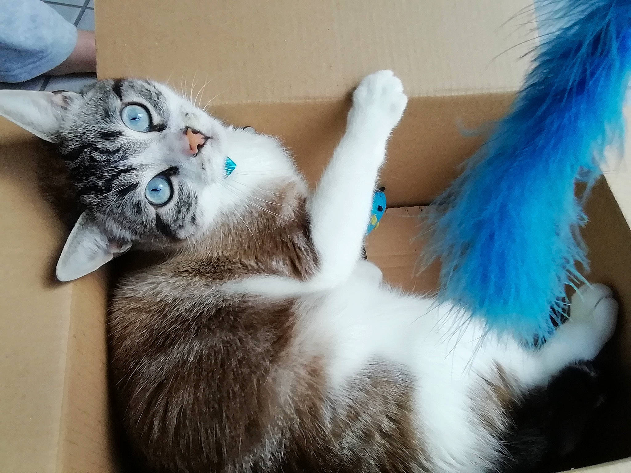 Omaha a rejoint le concours — aidez-le/la à gagner de superbes lots ! aegean_cat, asian, carnivore, cat, claw, ear, european_shorthair, eye, felidae, fur, kitten, ojos_azules, paw, polydactyl_cat, small_to_medium_sized_cats, tail, turkish_angora, whiskers