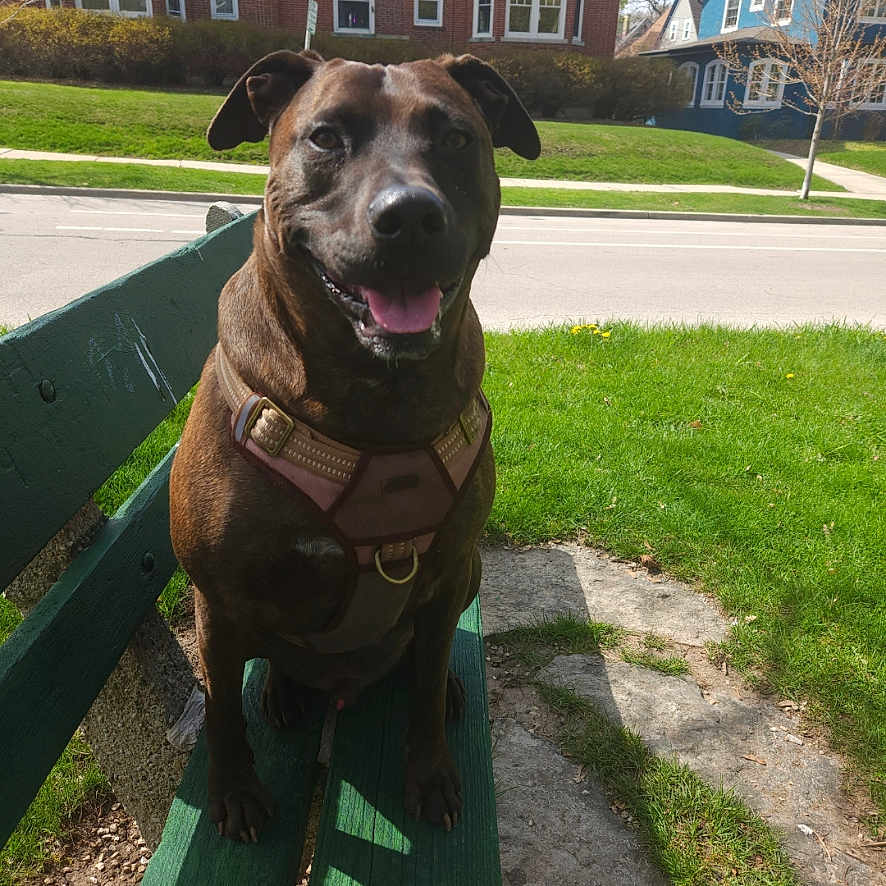 Apollo is registered to the contest to win money with this photo: animal, architecture, bench, building, bulldog, canine, dog, furniture, grass, house, housing, lawn, nature, neighborhood, outdoors, pet, photography, plant, puppy, shelter