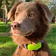 Tartine a rejoint le concours — aidez-le/la à gagner de superbes lots ! dog, brown_dog, outdoor, park, green_grass, trees, sunlight, collar, pet, animal, fluffy_coat, nature, canine, close_up, portrait, daylight, watchful, ears, fur, tracking_device