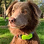 dog, brown_dog, outdoor, park, green_grass, trees, sunlight, collar, pet, animal, fluffy_coat, nature, canine, close_up, portrait, daylight, watchful, ears, fur, tracking_device