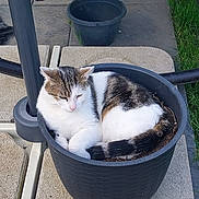 Twisty a rejoint le concours — aidez-le/la à gagner de superbes lots ! animal, cat, cozy, curled_up, daytime, domestic_animal, feline, garden, grass, nature, outdoor, peaceful, pet, plant_pot, quiet, resting, sleepy, stone_tiles, sunlight, white_and_brown