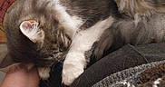 Poky participe au concours pour gagner de l'argent avec cette photo : animal, arm, cat, closeup, comfort, cozy, cute, domestic_animal, fur, furry, indoor, paw, pet, relaxing, resting, sleeping, snuggling, tabby, warm, whiskers