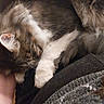 animal, arm, cat, closeup, comfort, cozy, cute, domestic_animal, fur, furry, indoor, paw, pet, relaxing, resting, sleeping, snuggling, tabby, warm, whiskers
