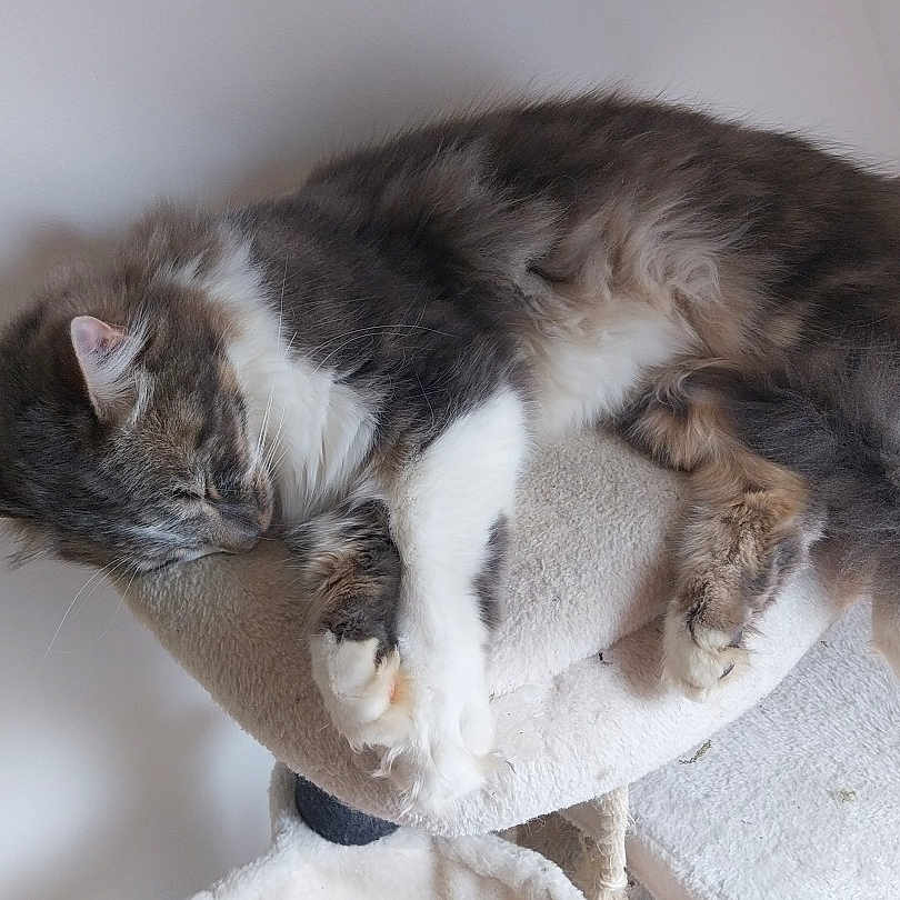 Poky a rejoint le concours — aidez-le/la à gagner de superbes lots ! cat, sleeping, fluffy, fur, pet, indoor, cozy, resting, animal, feline, relaxed, cat_tree, paw, soft, cute, home, domestic, whiskers, napping, comfortable