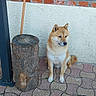 animal, brick_wall, broom, calm, canine, daylight, dog, fur, leisure, outdoor, pavement, paws, pet, quiet, shiba_inu, side_view, sitting, tail, tree_stump, white_wall