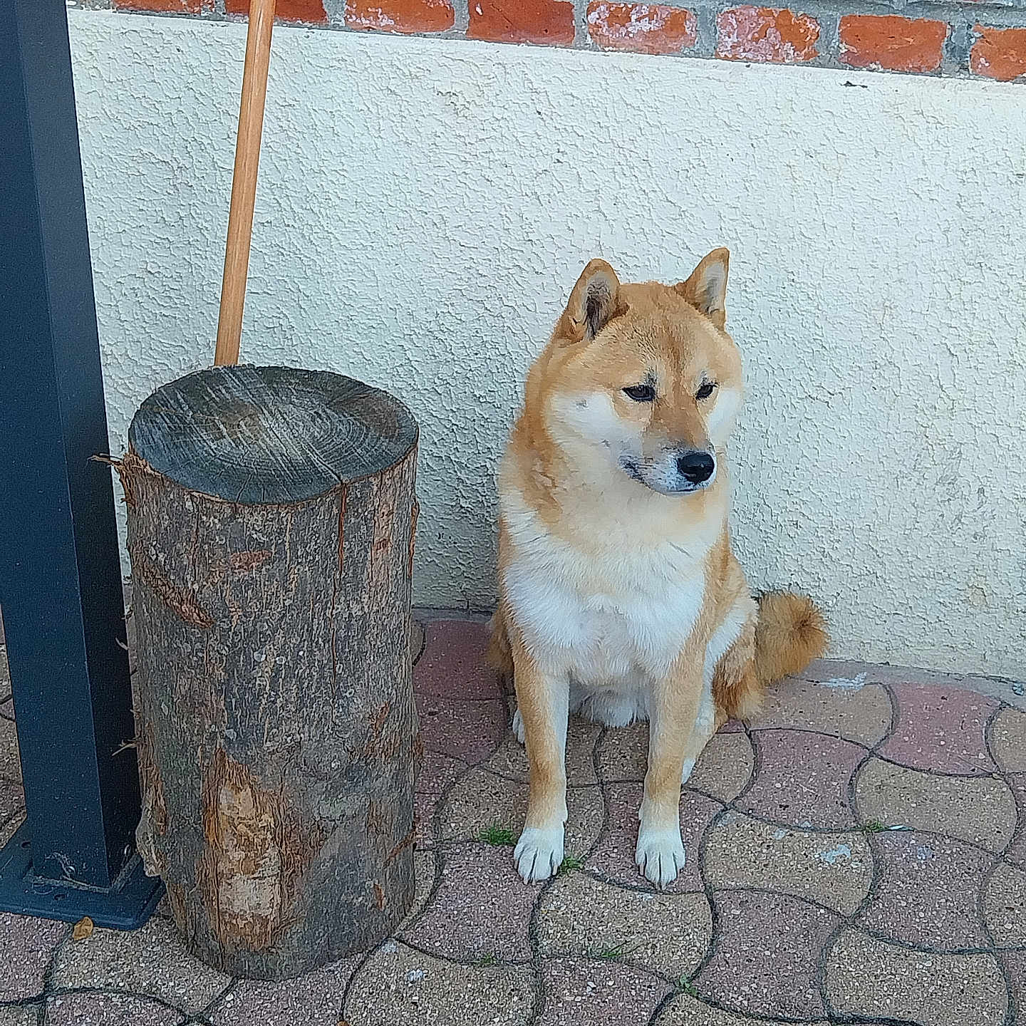 Simba a rejoint le concours — aidez-le/la à gagner de superbes lots ! dog, shiba_inu, sitting, pavement, tree_stump, broom, brick_wall, white_wall, outdoor, pet, canine, fur, animal, quiet, calm, side_view, paws, tail, leisure, daylight